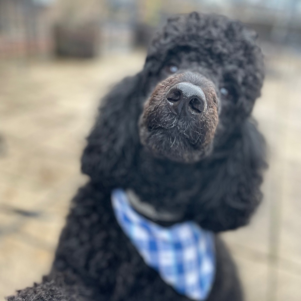 Meet your Posher, Lucy